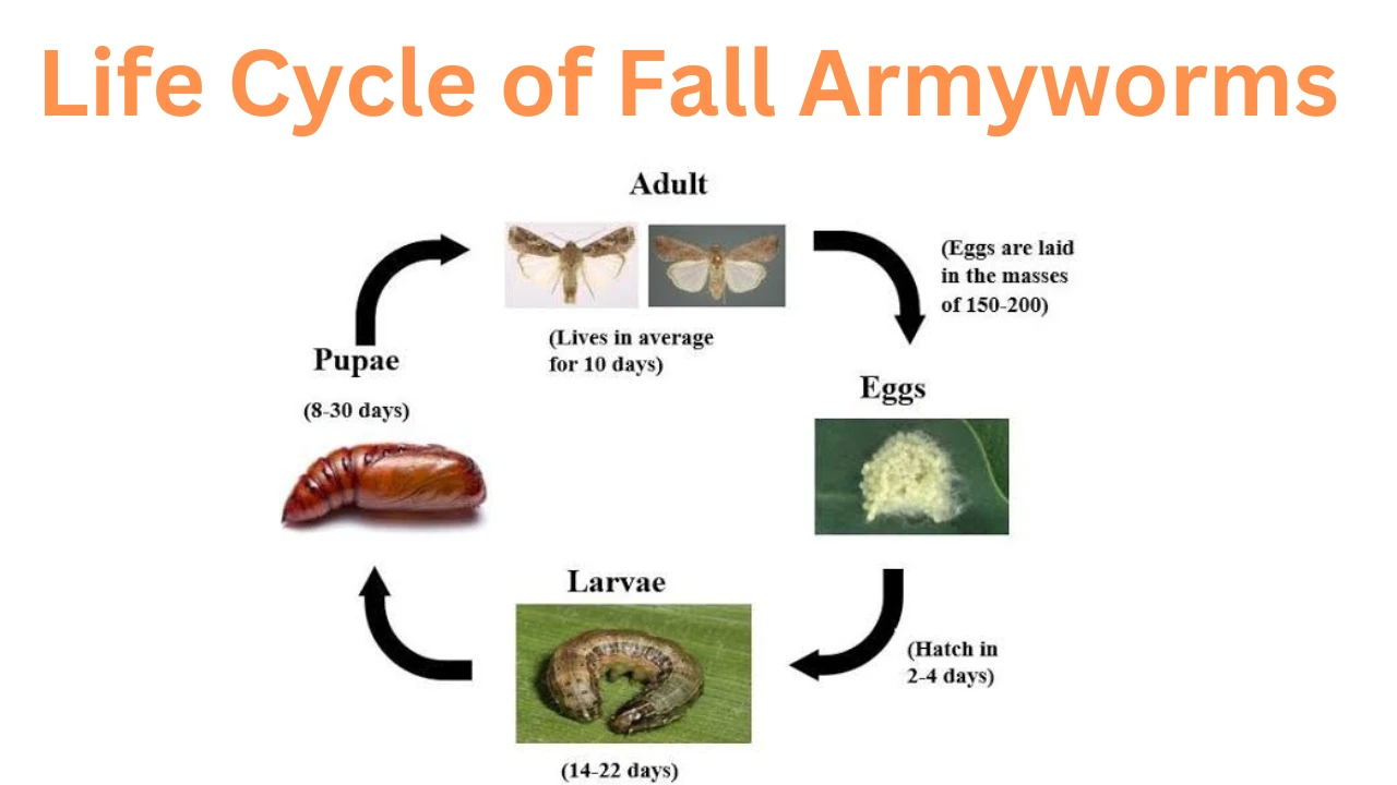 Life Cycle of Fall Army Worms_