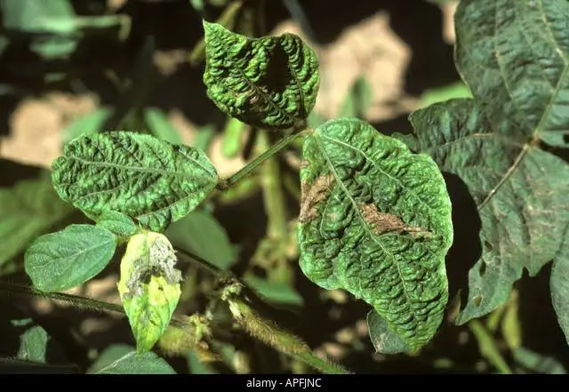 Soybean Mosaic Virus (smv)
