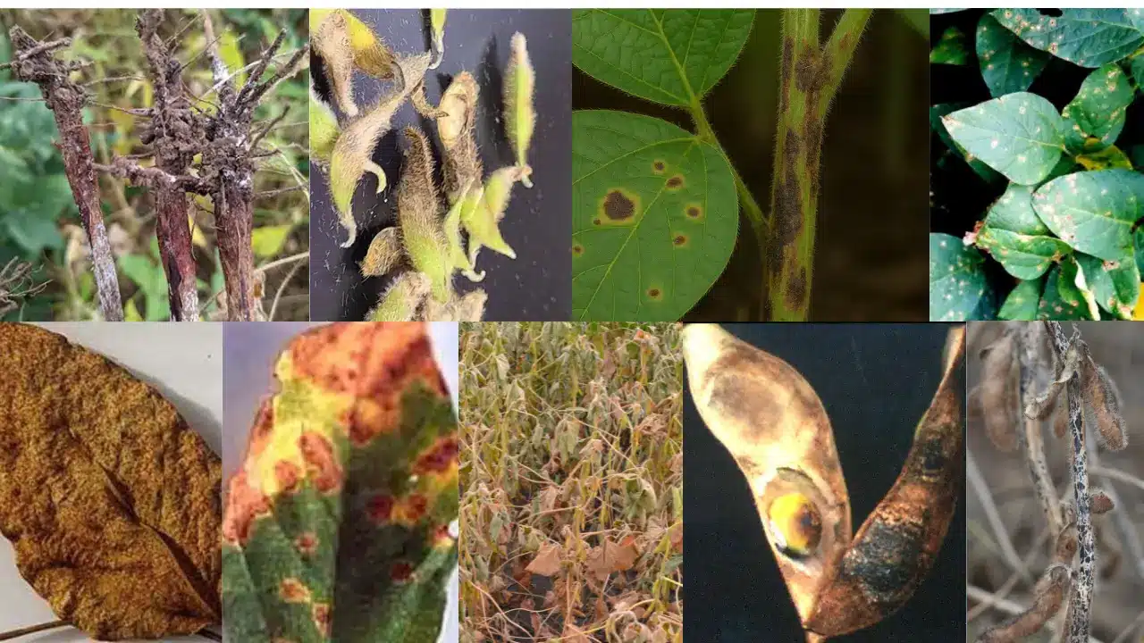 Soybean diseases and their control