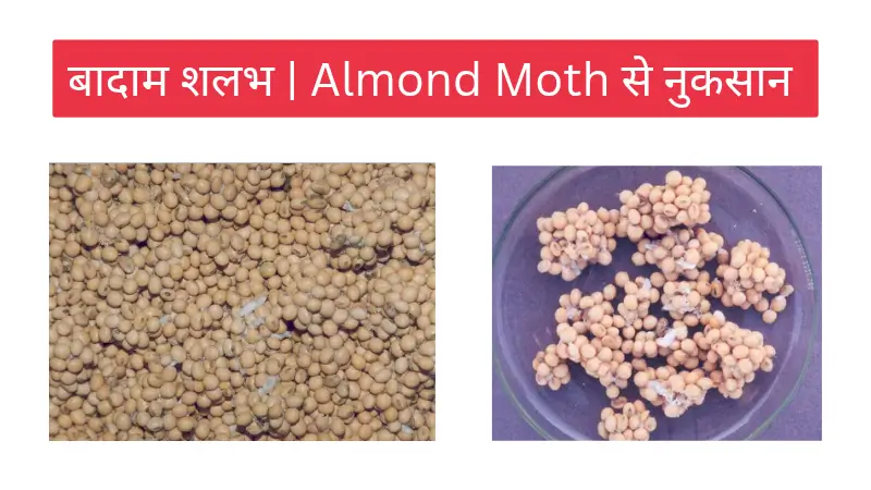 almond moth बादाम शलभ