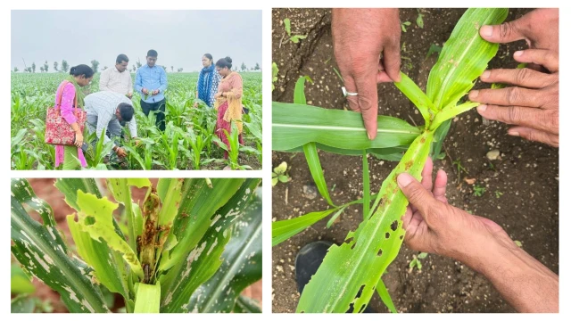 crop damaged by fall armyworm