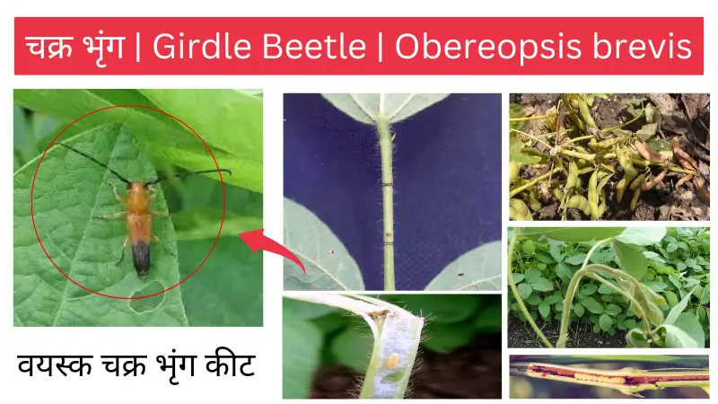 girdle beetle चक्र भृंग रिंग कटर ring cutter