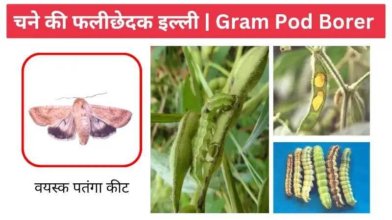 gram pod borer चने की फलीछेदक इल्ली