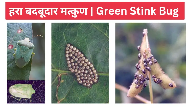 green stink bug हरा बदबूदार मत्कुण किट