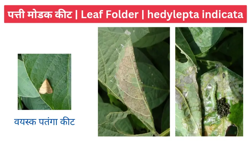 leaf folder पत्ती मोड़क इल्ली