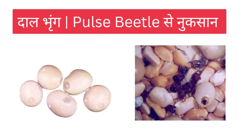 pulse beetle दाल भृंग
