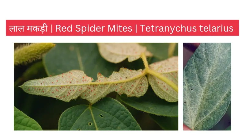 red spider mites लाल मकड़ी