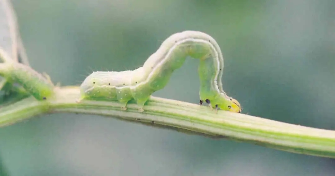 semilooper अर्धकुंडलक इल्ली