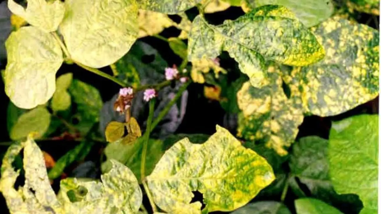 Yellow Mosaic Virus – MYMV in soybean 