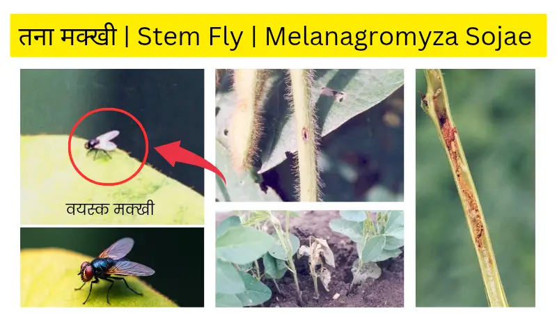 stem fly तना मक्खी