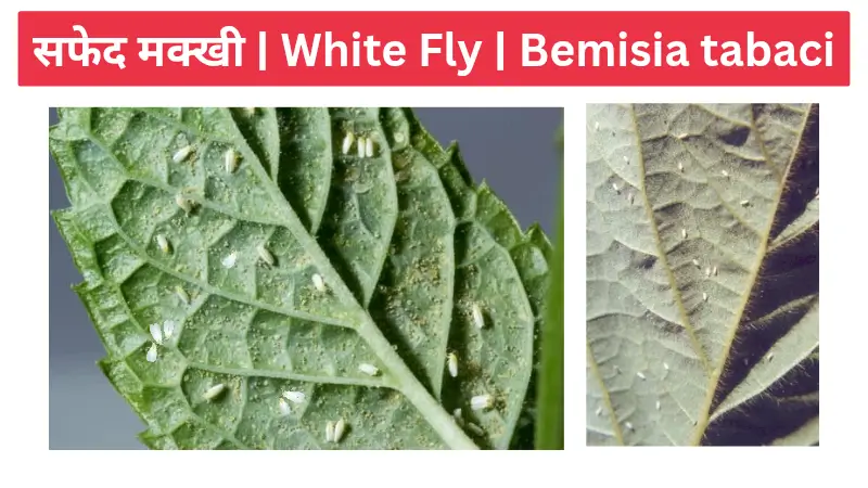 white fly सफेद मक्खी