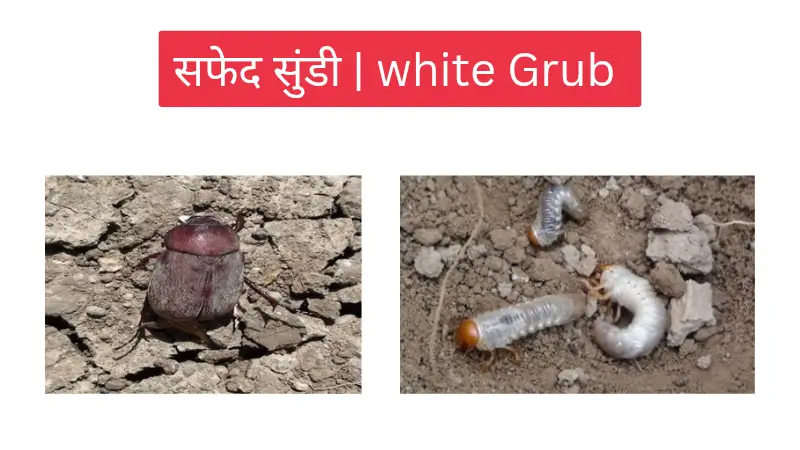 white grub सफेद सूँडी