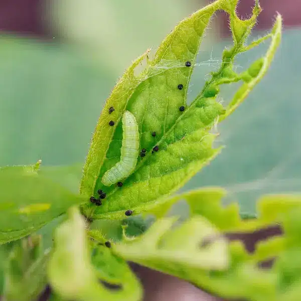 अलसी की इल्ली Linseed Caterpillar insect