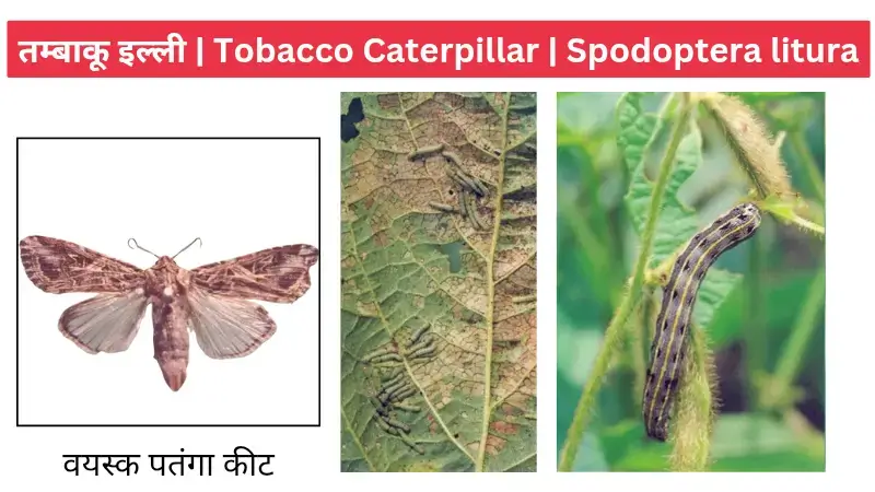 तंबाकू इल्ली tobacco caterpillar