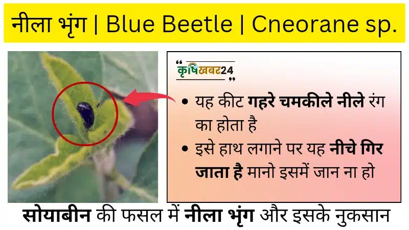 नीला भृंग _ Blue Beetle_ नीला भ्रंग / Blue Beetle