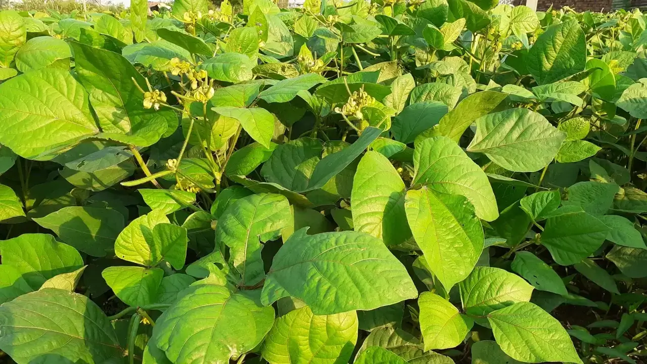 बारिश में मूंग की खेती