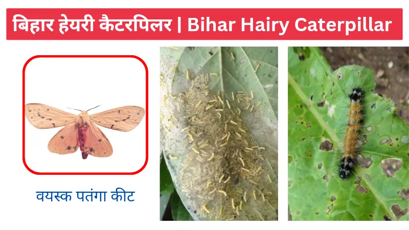 बिहार हेयरी केटरपीलर bihar hairy caterpillar