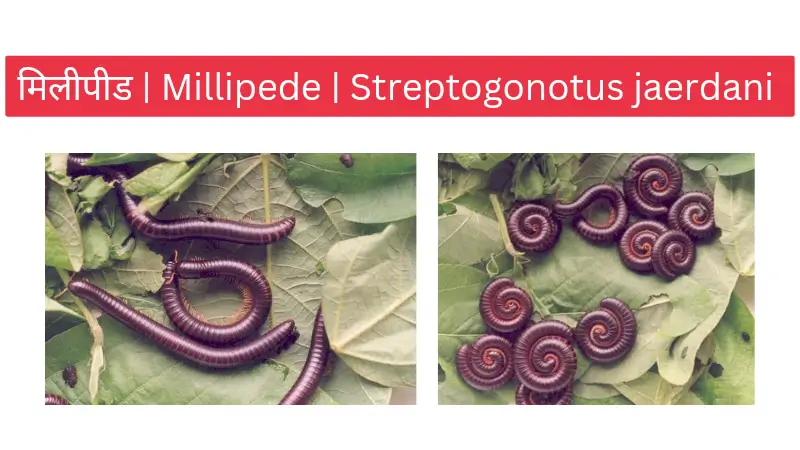 मिलिपिड millipede