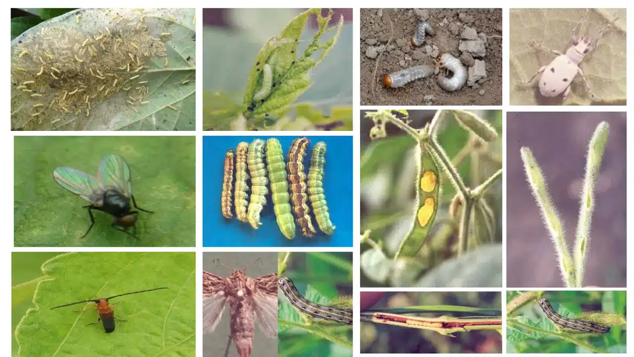 सोयाबीन के प्रमुख हानिकारक किट