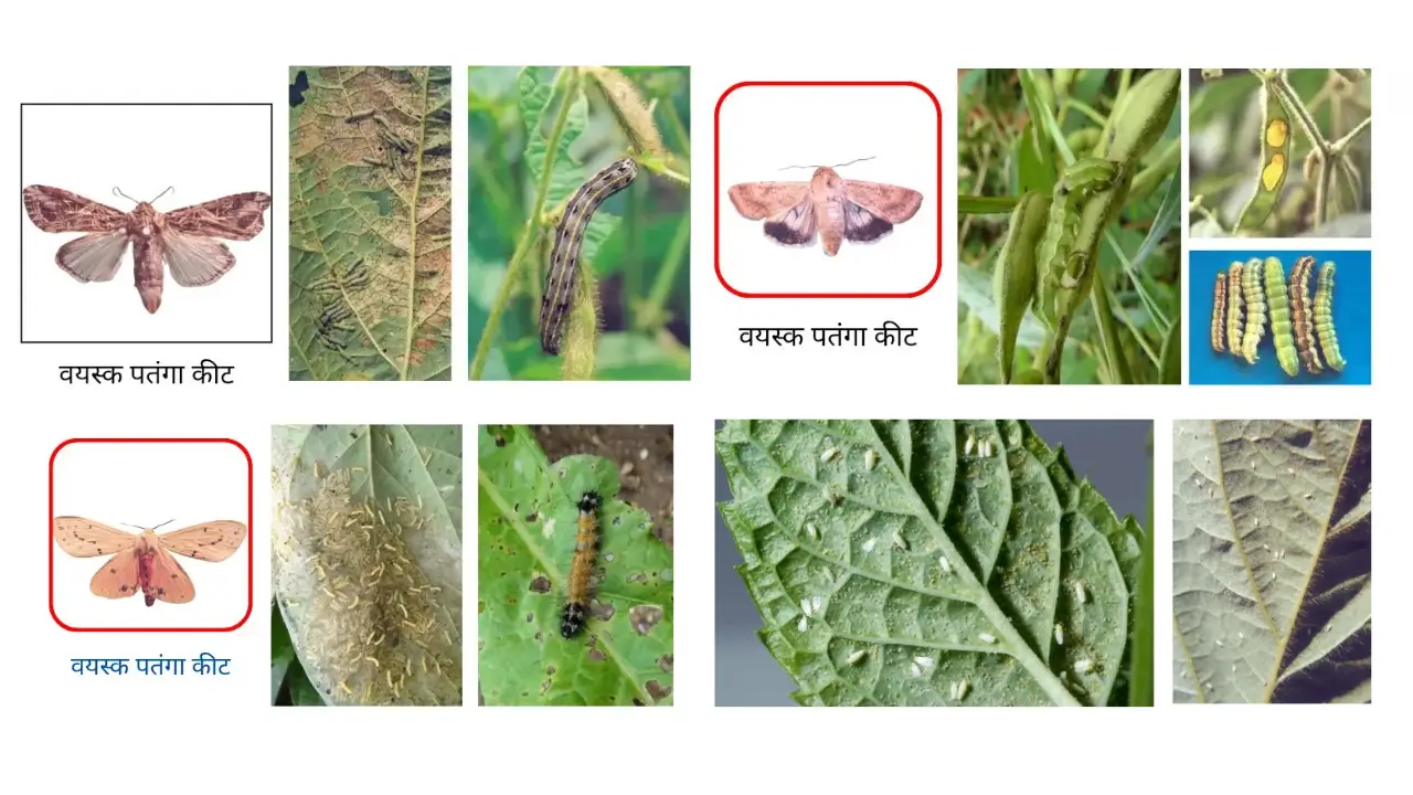 सोयाबीन के हानिकारक किट