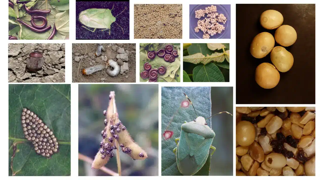 सोयाबीन के हानिकारक किट एवं प्रबंधन भाग 3