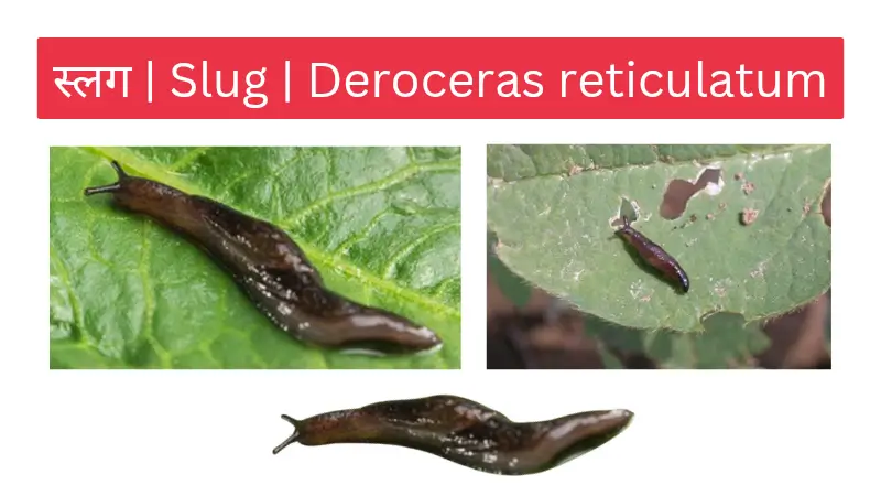 स्लग slug