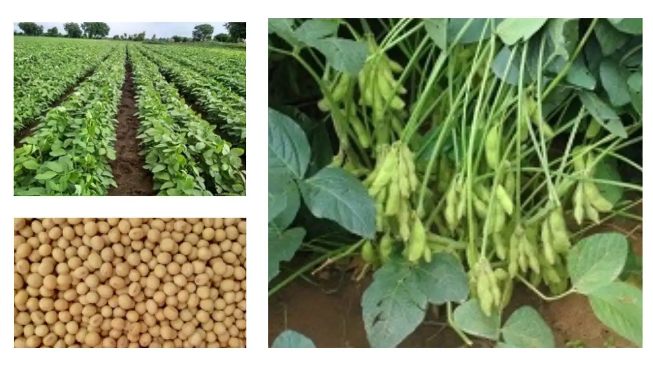 स्वर्ण-वसुंधरा-सोयाबीन