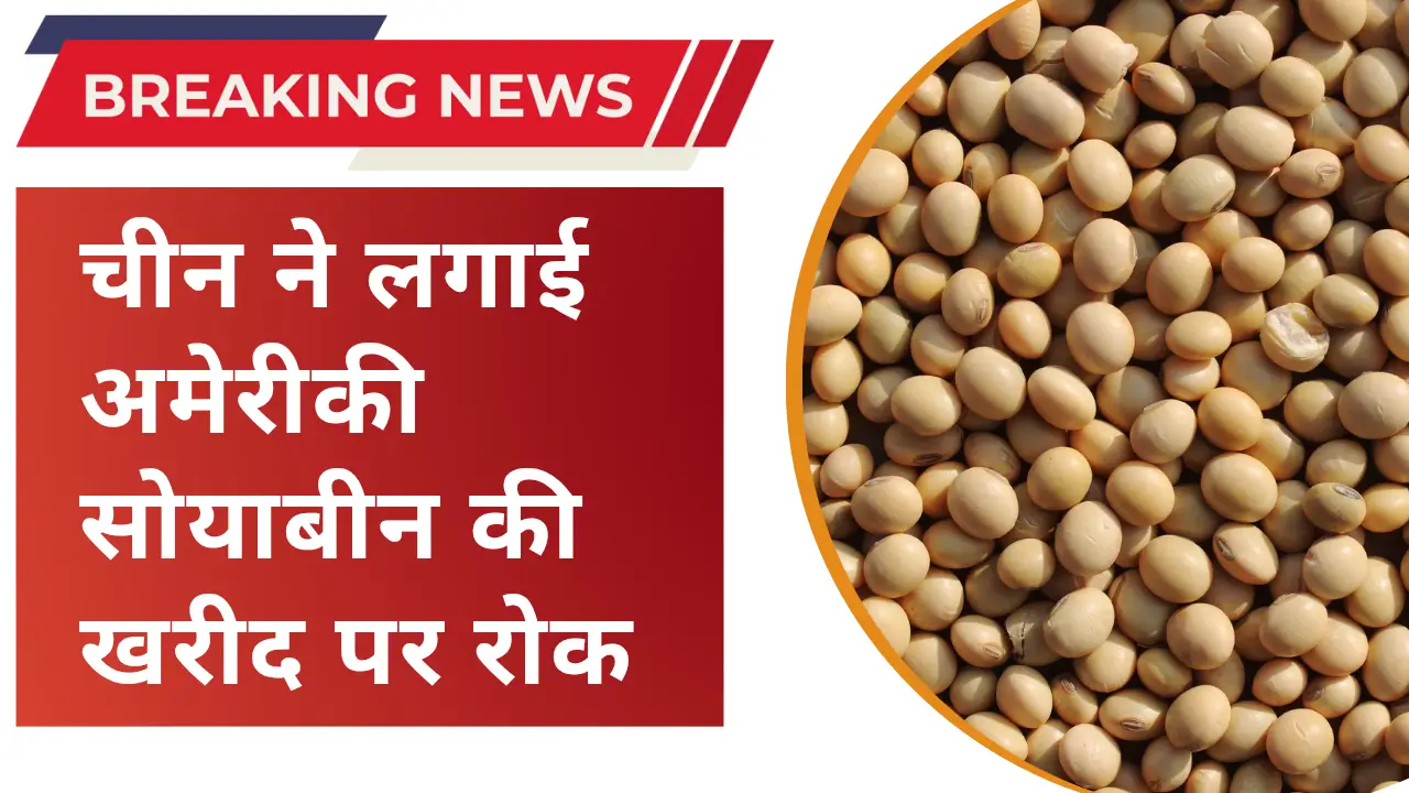 China halts import of US soybeans